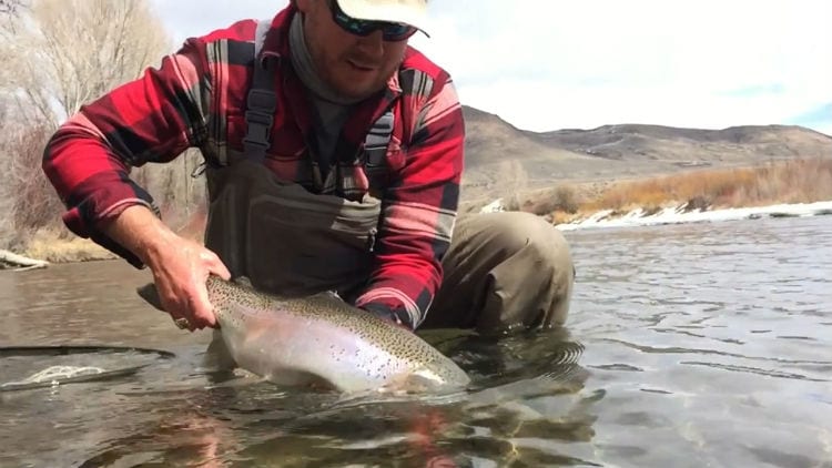 colorado river fly fishing guides