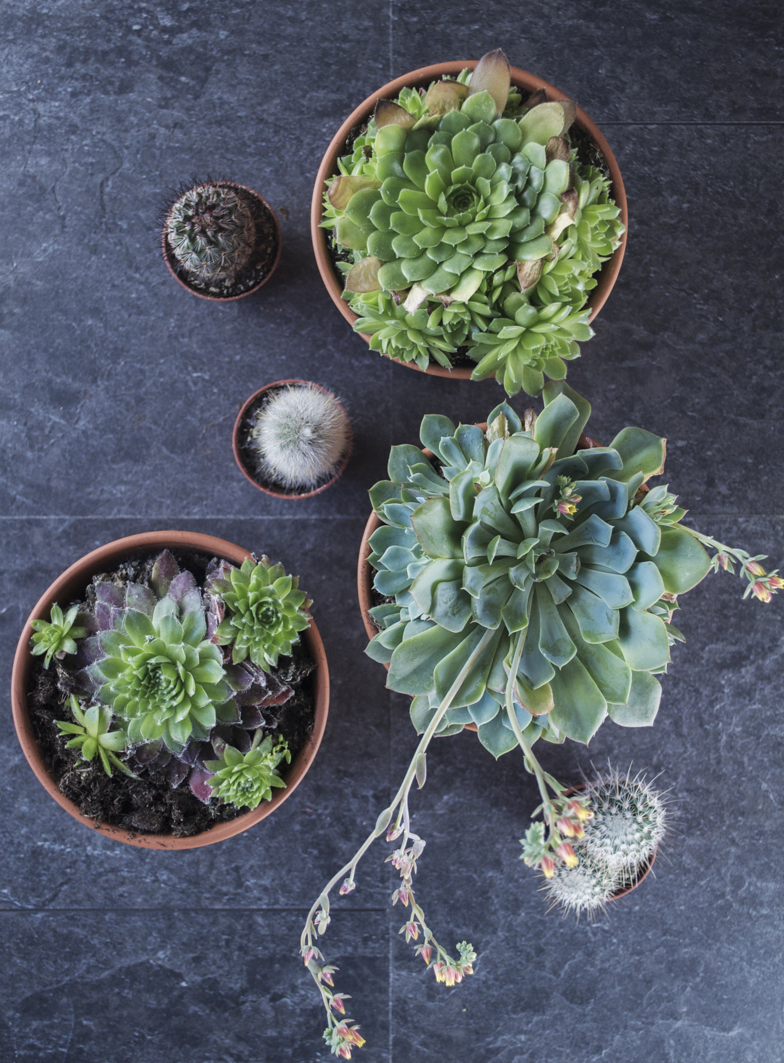 the timber press guide to succulent plants of the world