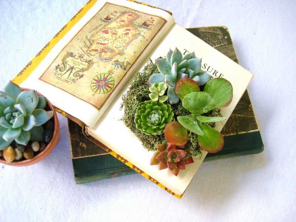 the timber press guide to succulent plants of the world