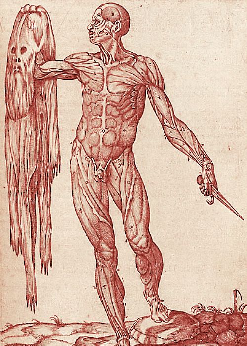 drawing the human body an anatomical guide