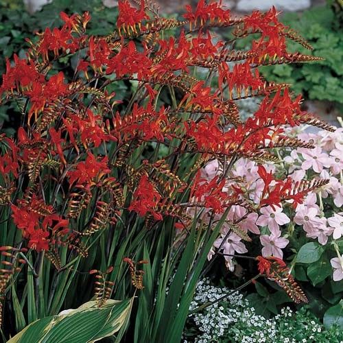 flower planting guide zone 6