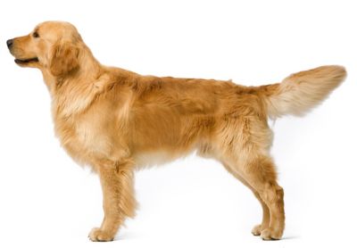 royal canin golden retriever feeding guide