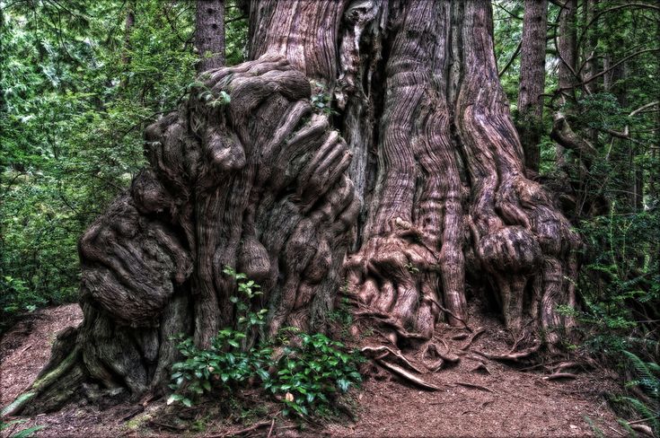 the cedar tree episode guide